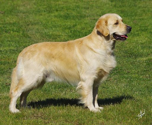 Golden Retriever AA067D-053.JPG